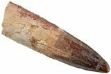 Fossil Spinosaurus Tooth - Real Dinosaur Tooth #234323-1